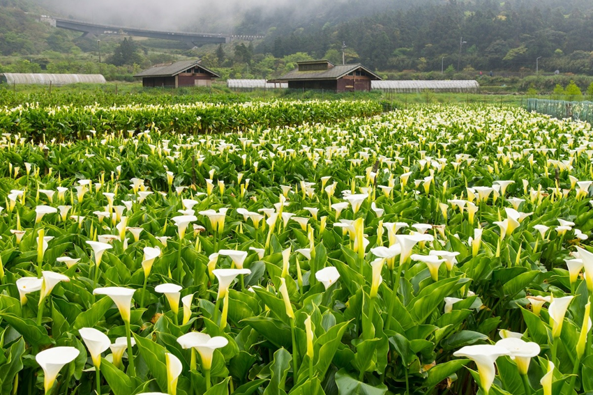 Hoa loa kèn Dương Minh Sơn - Điểm ngắm hoa nổi tiếng ở Đài Loan 2026 