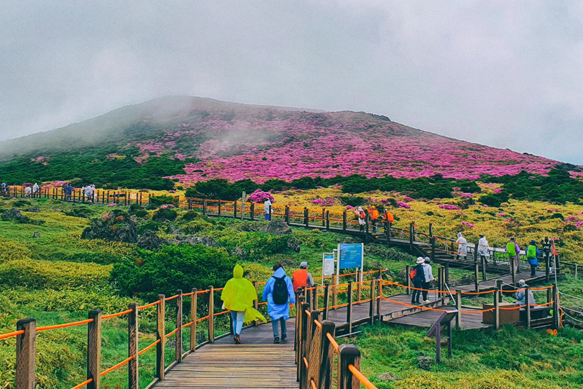 Du lịch Jeju mùa thu 2026: Thời tiết, điểm đến và kinh nghiệm tham quan