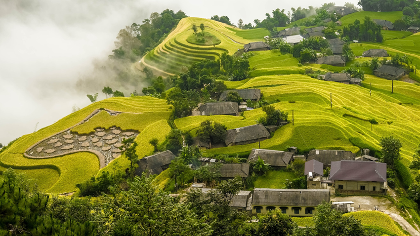 Hoàng Su Phì mùa lúa chín: Đặc sắc mùa vàng Hà Giang 2026