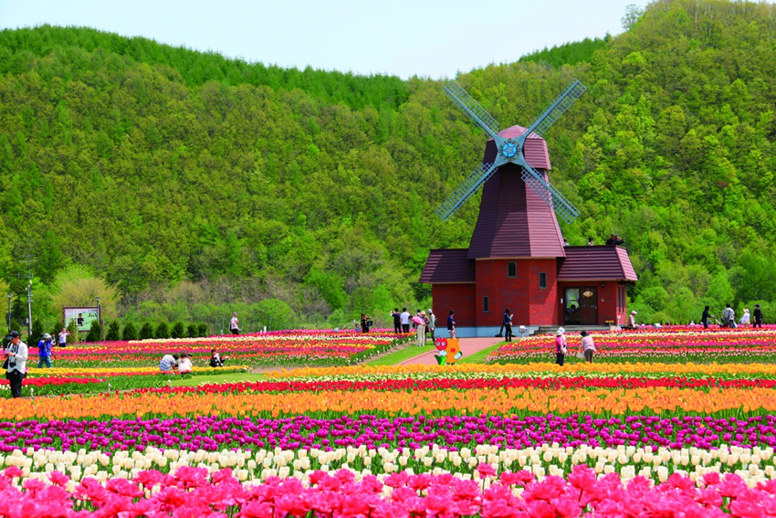 Du lịch Hokkaido mùa hè: Ngắm lavender Furano đẹp mê hồn 