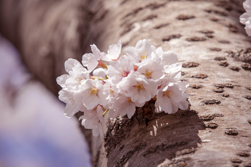  Du lịch Hàn Quốc hoa anh đào 2026 - Lịch nở đẹp nhất vào tháng 3 và tháng 4