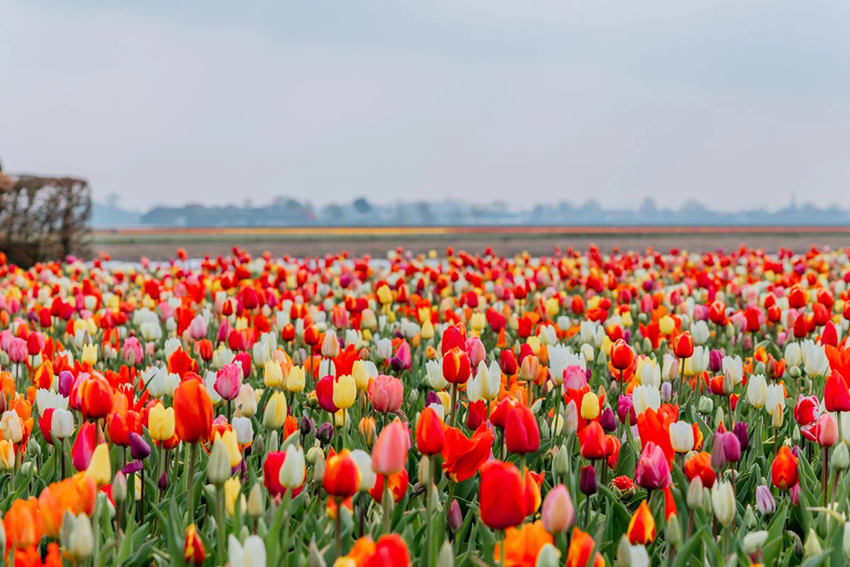 Du lịch Châu Âu mùa xuân 2026 - Điểm hẹn rực rỡ Amsterdam & hoa tulip