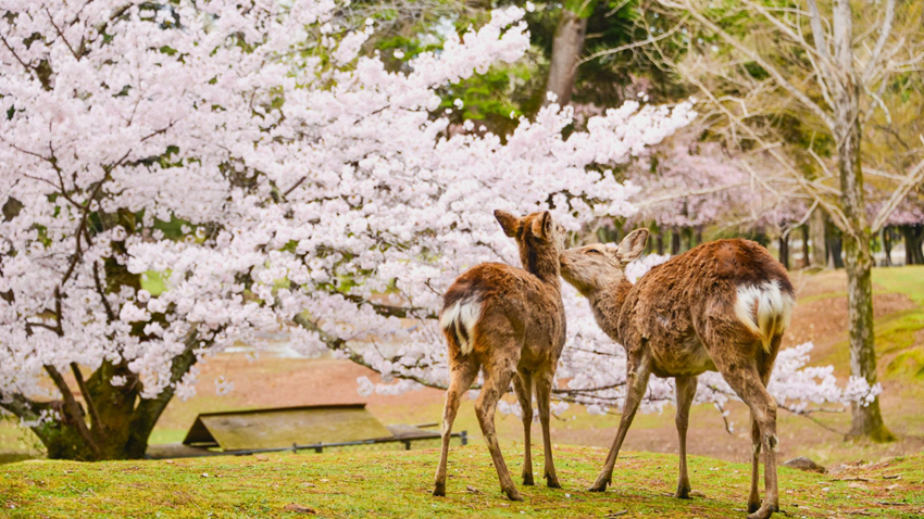 Địa điểm ngắm hoa anh đào Nhật Bản đẹp nhất - Cập nhật top 10 địa điểm mới nhất  2026 