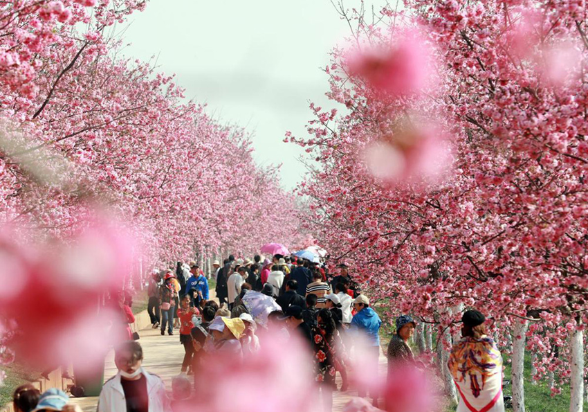  Check - in hoa anh đào Y Lương 2026 - Top điểm đến đẹp nhất cho khách Việt Nam 