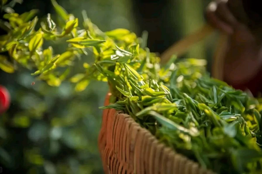 Trà Long Tỉnh Hàng Châu: Trải nghiệm hái trà có đáng thử?