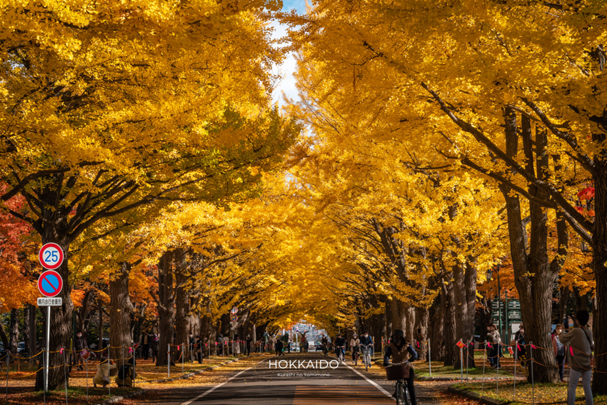 Đại lộ ngân hạnh Đại học Hokkaido đẹp nhất mùa thu Sapporo 