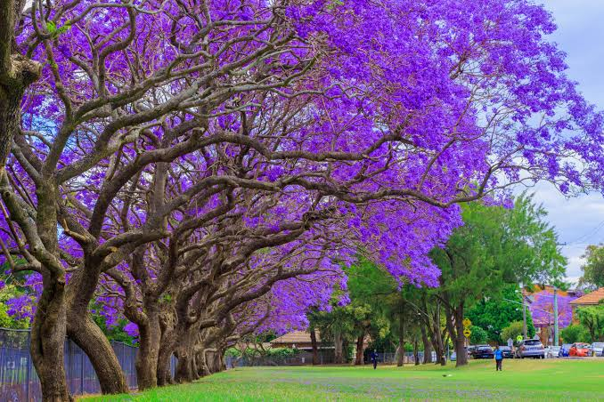 Du lịch Úc mùa xuân nên đến Sydney, Melbourne, Canberra hay Perth? 