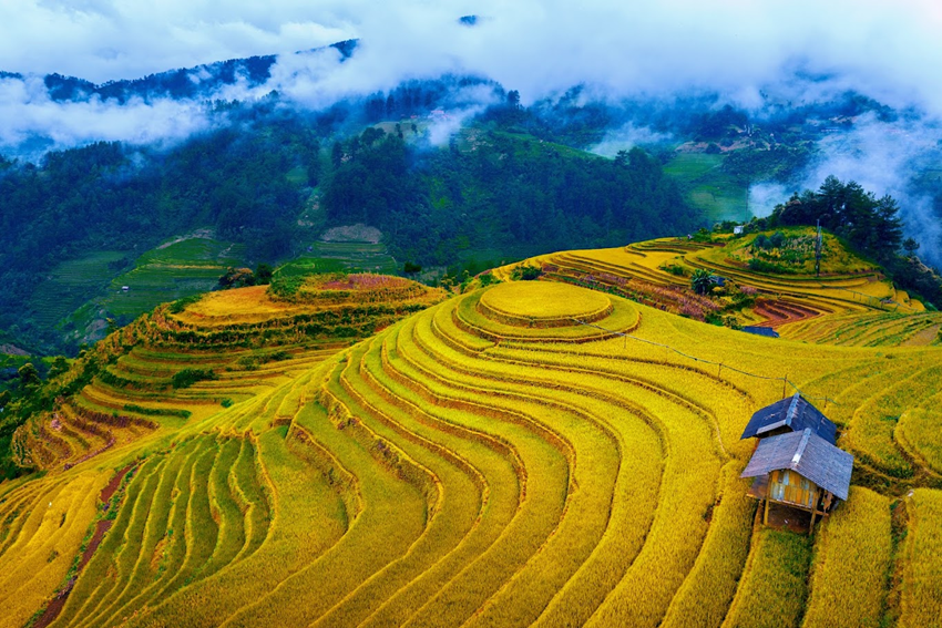 Ngắm lúa chín Sa Pa ở đâu? 5 bản đẹp ngoài Cát Cát