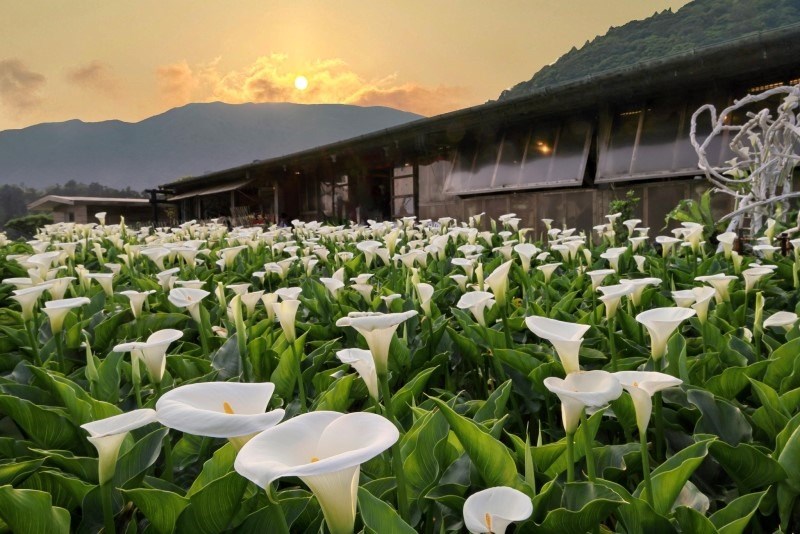 Mùa hoa loa kèn Dương Minh Sơn 2026 - Thời điểm đẹp nhất để du lịch Đài Loan 