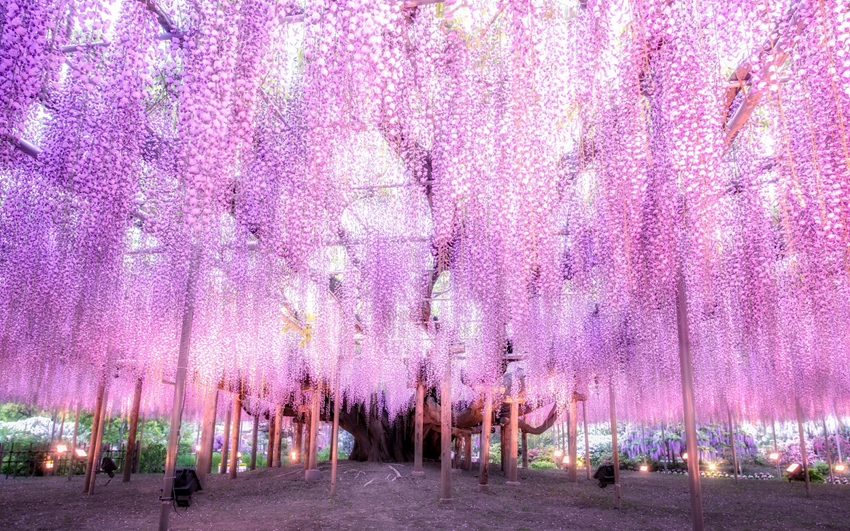 Mùa Hoa Tử Đằng Nhật Bản 2025: Khám Phá Vẻ Đẹp Kỳ Diệu Của Mùa Xuân Đầy Sắc Màu