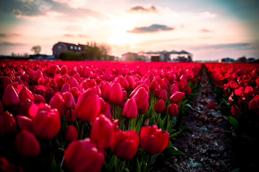 Hoa Tulip & Câu Chuyện Lịch Sử Về Cơn Sốt "tulip Mania"